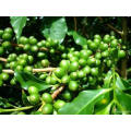 How Sale! ! Factory Supply 100% Natural Green Coffee Bean Extract